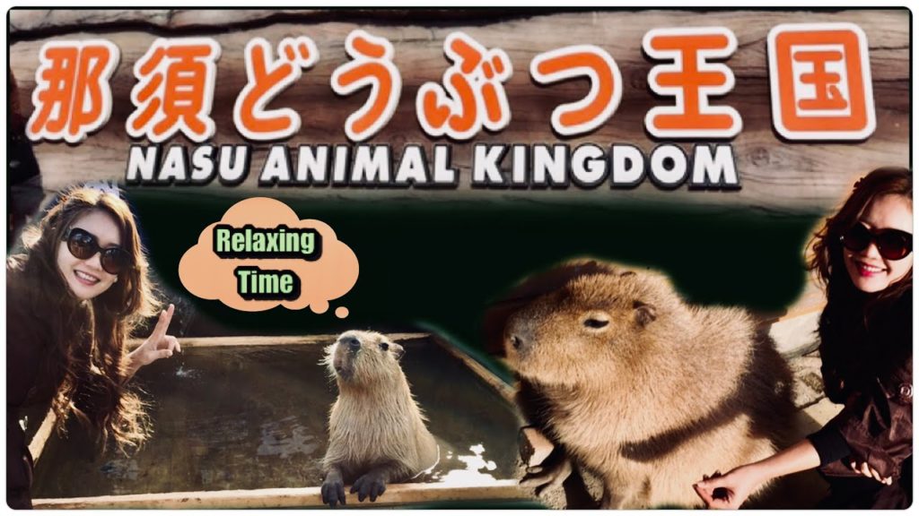THE HOT SPRING CAPYBARA  RELAXING TIME  NASU ANIMAL KINGDOM 2020   [EXPLORE JAPAN🇯🇵]