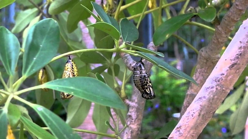 Peace Prayer Memorial Park - Okinawa, Japan: Butterfly Garden