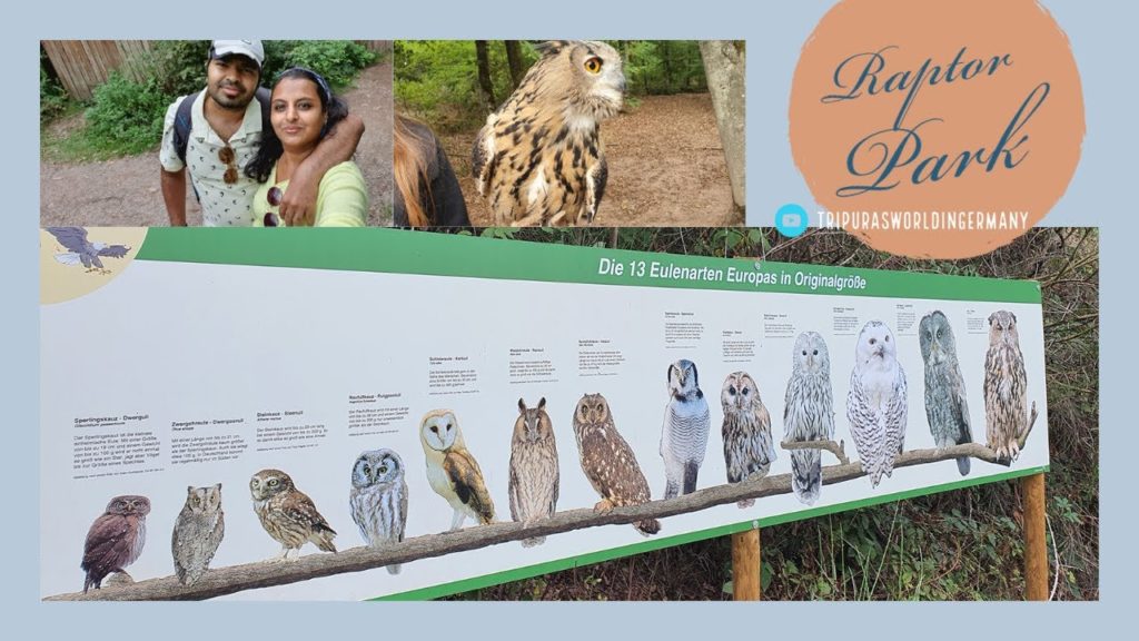 Bird of Prey park in Saarburg Germany | Greifvogelpark Saarburg Deutschland | Day out idea with kids Bird of Prey park in Saarburg Germany | Greifvogelpark Saarburg Deutschland | Day out idea with kids
