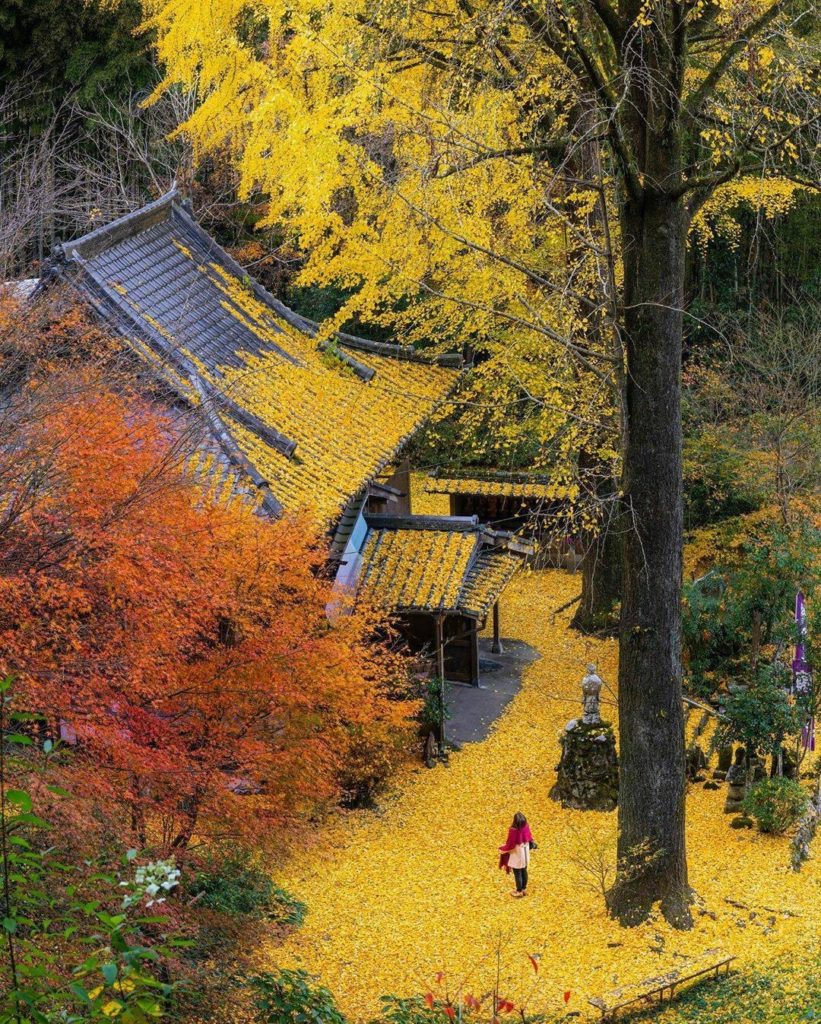 Japan Travel: Autumn’s beauty is fleeting, but it’s a good reminder for life in general – enjo… Autumn's beauty is fleeting, but it's a good reminder for life in general - enjo...