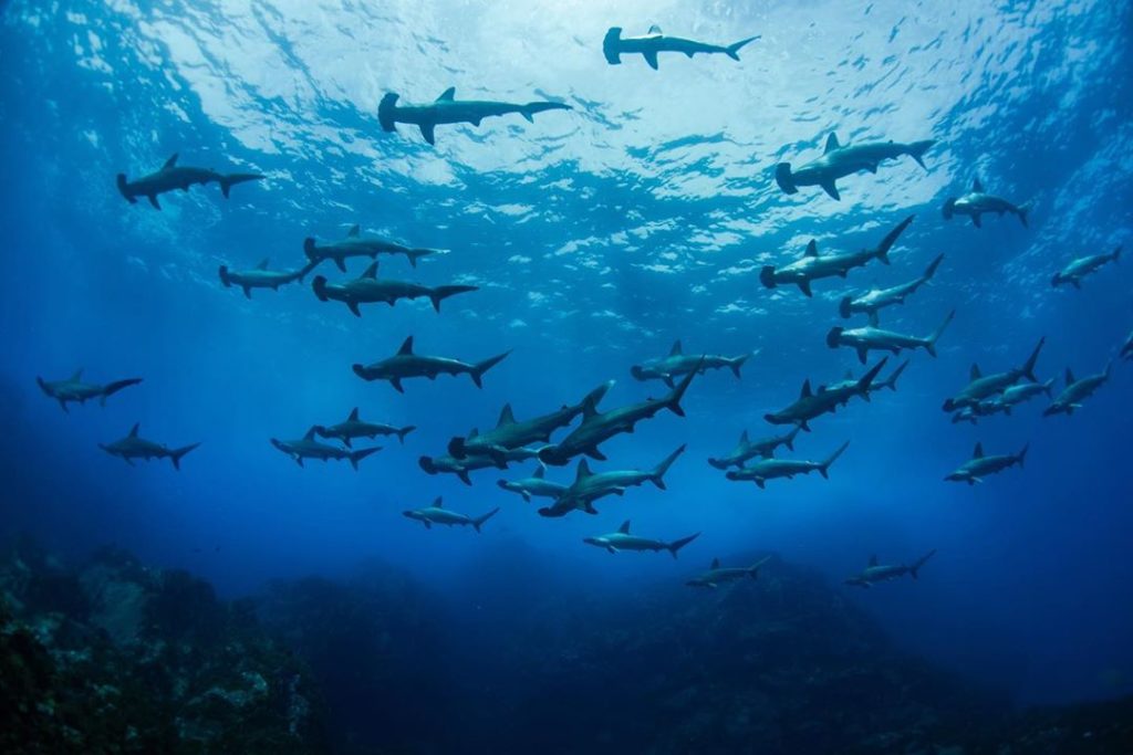 Visit Japan: Suruga Bay is one of Japan’s deepest bays and boasts unique marine life as well … Suruga Bay is one of Japan’s deepest bays and boasts unique marine life as well ...