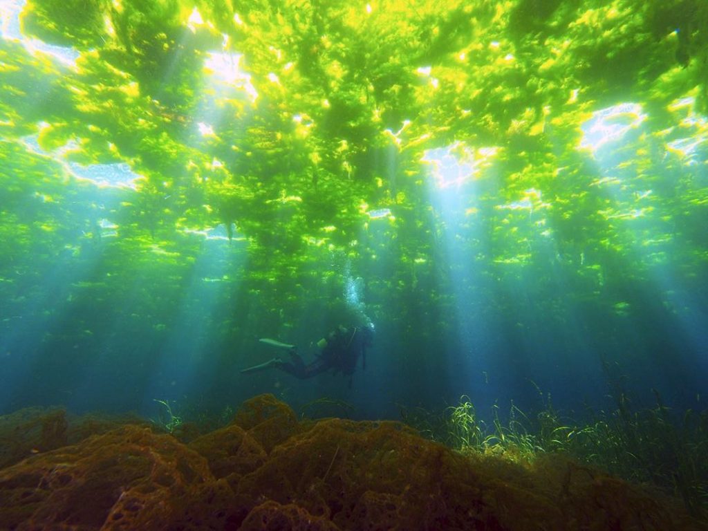 This image of a kelp forest in Kagoshima Prefecture showcases Japan’s rich under...