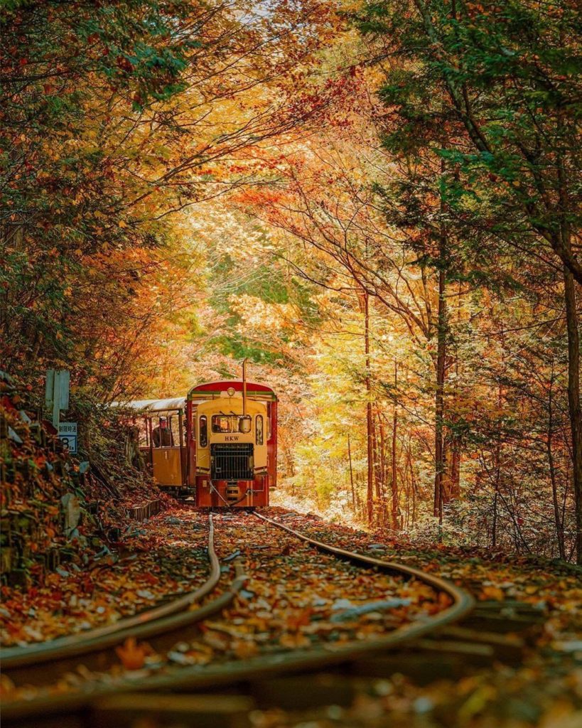 Taking the Akasawa Forest Railway in Nagano Prefecture during this time of year...