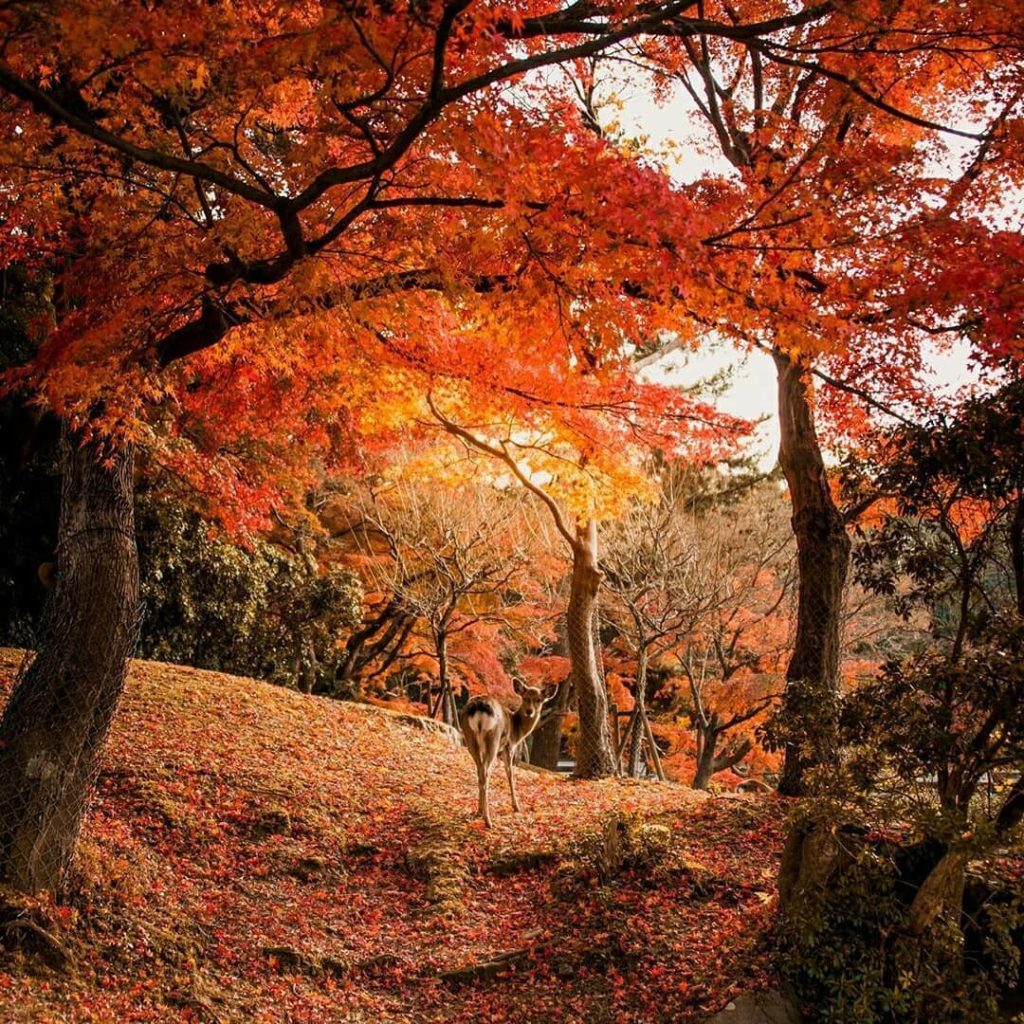 You only need to look at this series of photos to understand what makes autumn i...