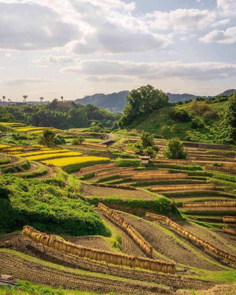 The beautiful Shimo Akasaka Rice Terraces in Osaka Prefecture were selected as o...
