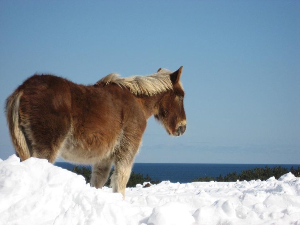 The adorable Kandachime horse is known for their chubby, furry appearance which ...