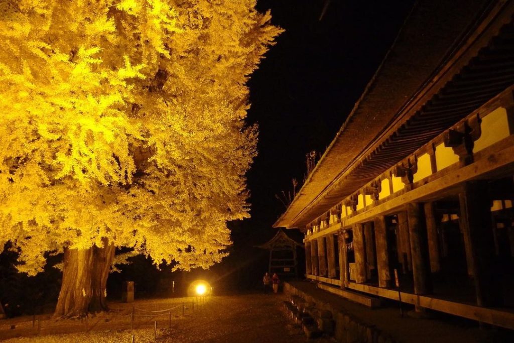 The Shingu Kumano Shrine dates back to 1055 and consists of 44 thick pillars. Ne...