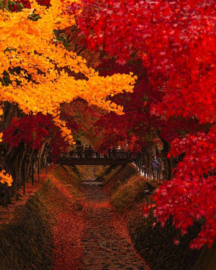 Visit Japan: Save this sublime autumn spot immediately! Pictured is the Momiji Corridor at L… Save this sublime autumn spot immediately! Pictured is the Momiji Corridor at L...