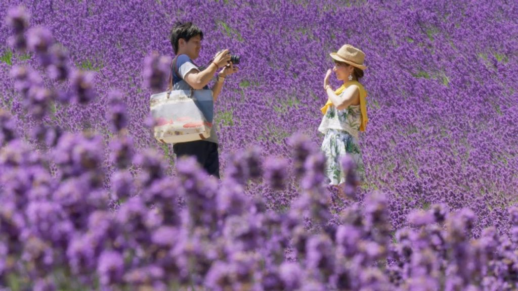 Hokkaido summer flowers – Japan: Earth's Enchanted Islands: Episode 3 Preview – BBC Two Hokkaido summer flowers - Japan: Earth's Enchanted Islands: Episode 3 Preview - BBC Two