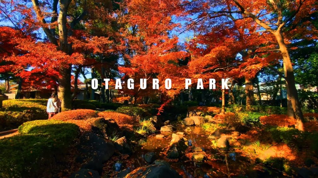 【AUTUMN IN JAPAN 2020】The Best Autumn Leaves Spots In Tokyo: Otaguro Park