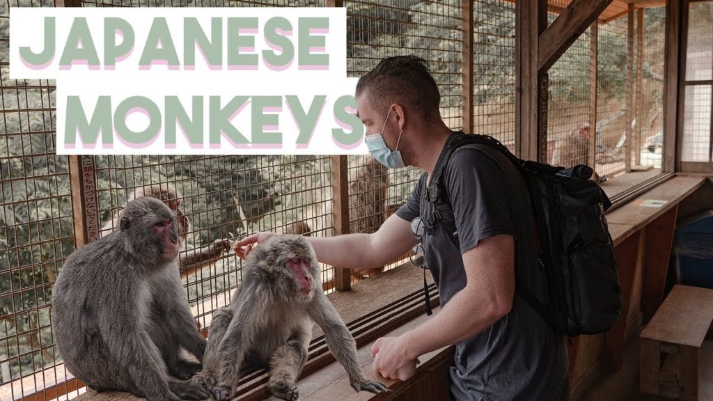 Seeing Japanese Snow Monkeys Kyoto Japan