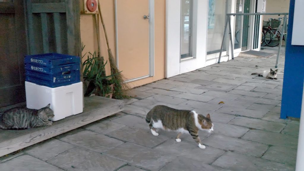 【4K】Walking to sunset at Tateyama, Chiba - slow cat