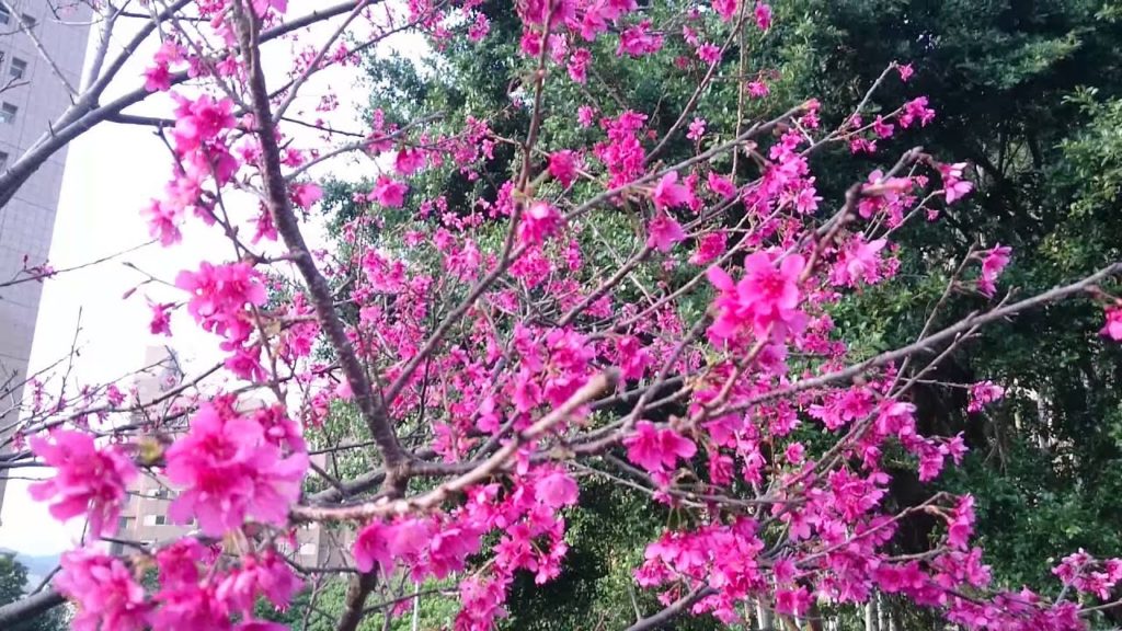 SAKURA the cherry blossom – Hikanzakura, Prunus campanulata (Cerasus campanulata) (17s) 004 SAKURA the cherry blossom - Hikanzakura, Prunus campanulata (Cerasus campanulata) (17s) 004
