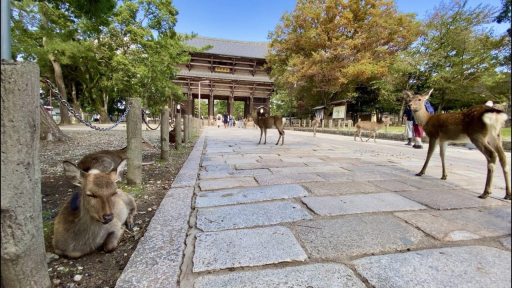 【4K】Walk on Nara-Park(奈良公園) in Nara(奈良散歩)【2020】