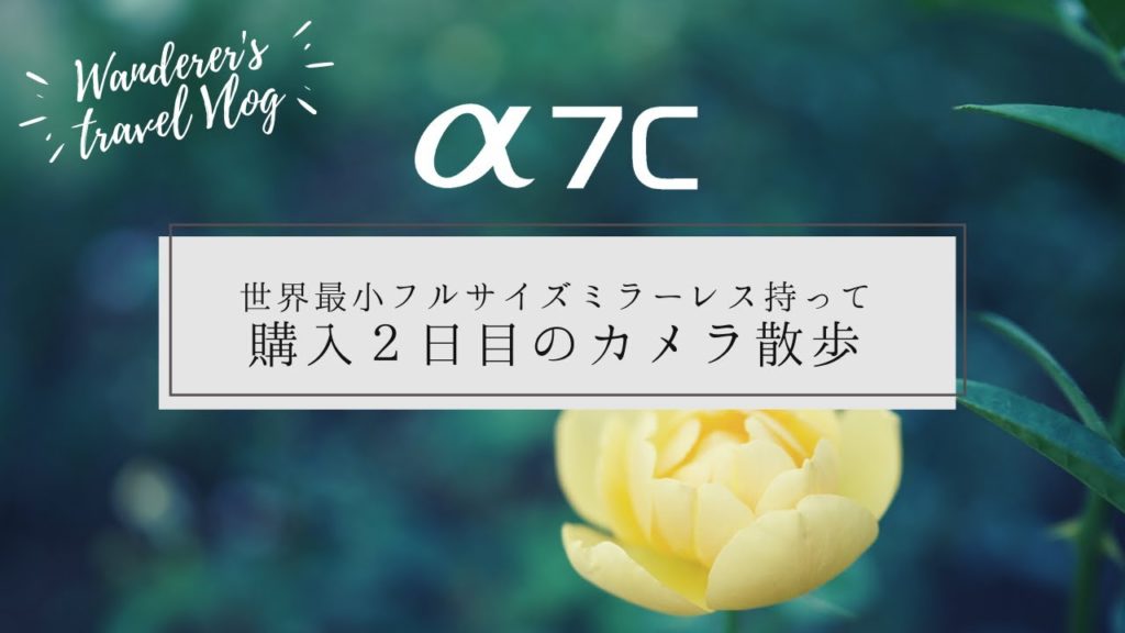 【SONY α7C】大阪靭公園バラ園ー単焦点レンズ動画テストを兼ねてカメラ散歩。 【SONY α7C】大阪靭公園バラ園ー単焦点レンズ動画テストを兼ねてカメラ散歩。