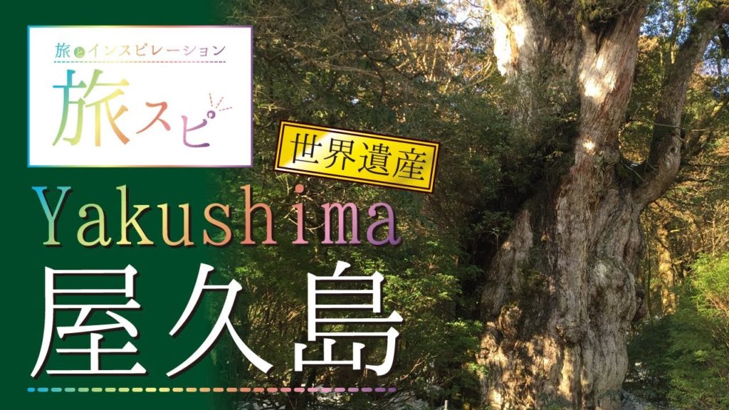屋久島 世界遺産の島への一人旅 縄文杉 旅スピ 　　UNESCO　World Heritage Site Yakushima Jomonsugi cedar　Jōmon Sugi 　Traveling