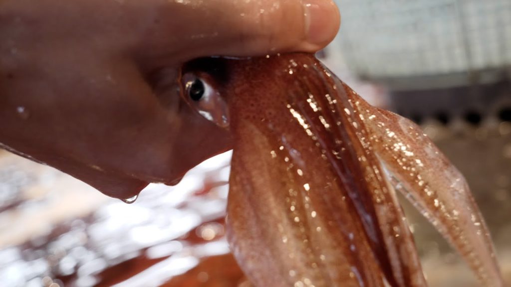 Squid sashimi - Japan Street Food-