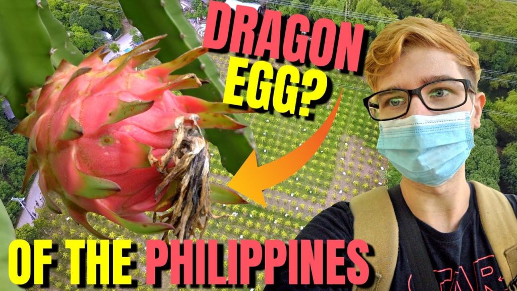 NEW TOURIST SPOT IN NORTH CEBU! MUST VISIT! (DRAGON FRUIT FARM!)