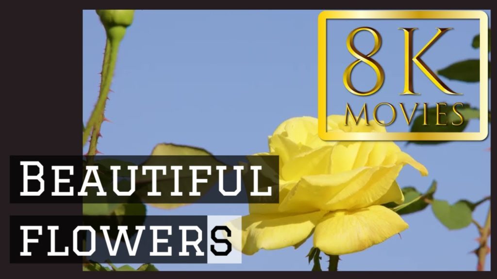 高画質絶景 福岡市動植物園 Fukuoka Municipal Zoo and Botanical Garden ROSE0012 動画 高画質絶景 福岡市動植物園 Fukuoka Municipal Zoo and Botanical Garden ROSE0012 動画