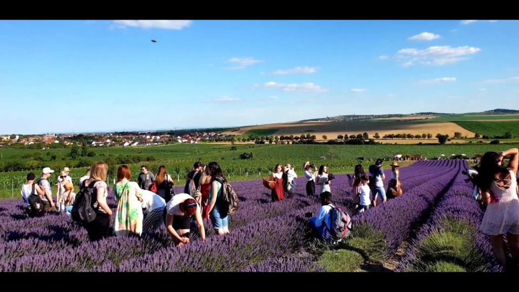 Czech Brno Moravian Lavender Garden 2020 July Season...