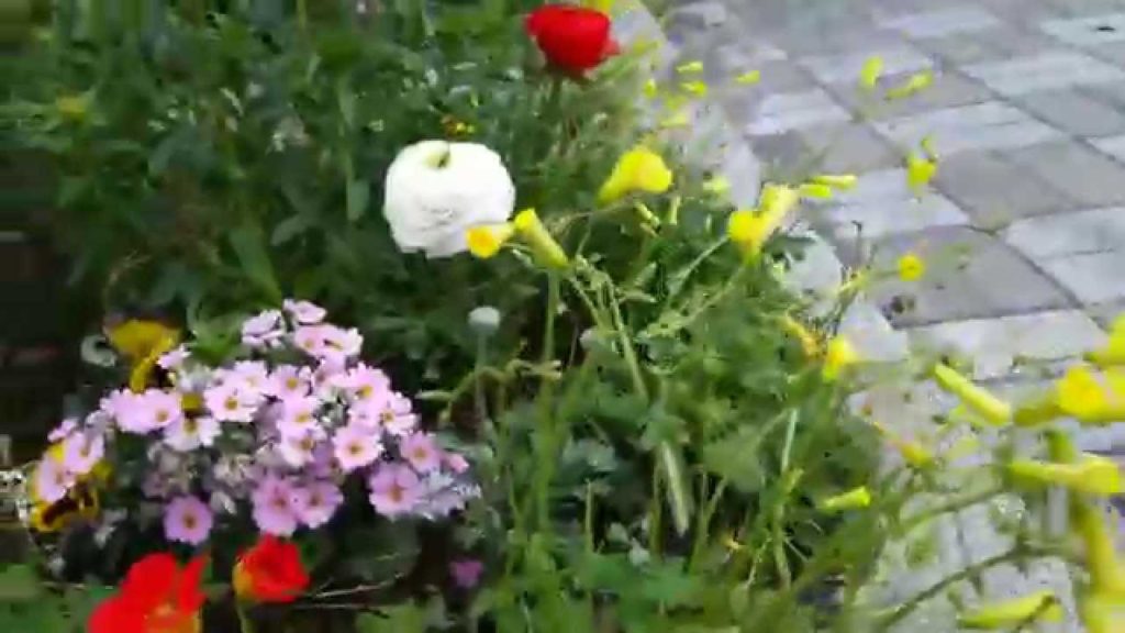 Cute little flowers (20 March 2015, Kagoshima) Cute little flowers (20 March 2015, Kagoshima)