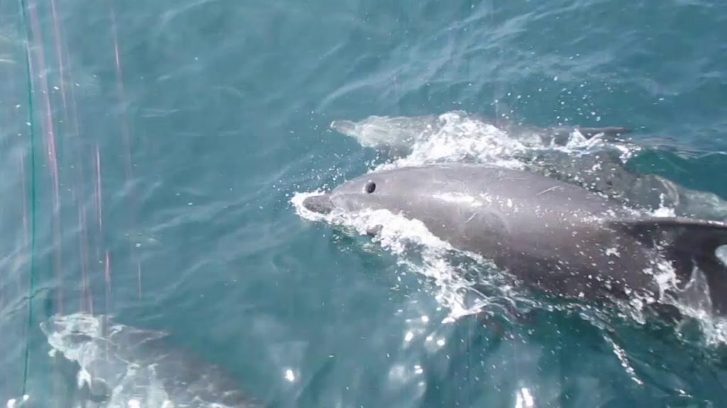 Dolphin watching in Tuji island, Amakusa, Kumamoto, Japan, Dolphin watching イルカウォッチング 熊本天草通詞島 Dolphin watching in Tuji island, Amakusa, Kumamoto, Japan, Dolphin watching イルカウォッチング 熊本天草通詞島