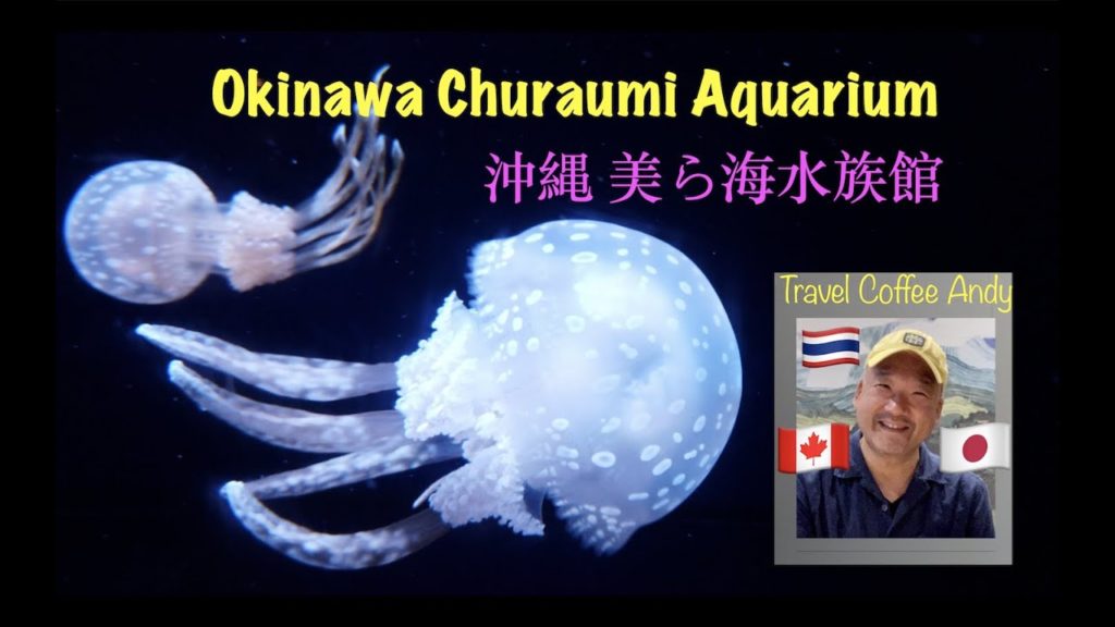 [Okinawa 沖縄]Churaumi Aquarium 美ら海水族館が素敵すぎる！