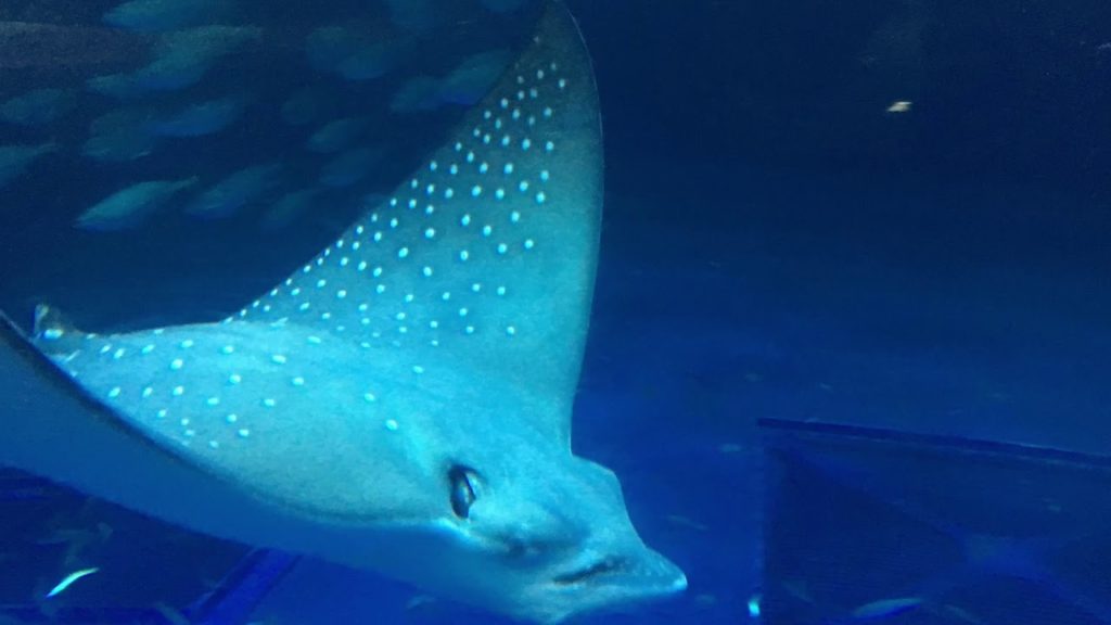 Destination Japan: Part 2