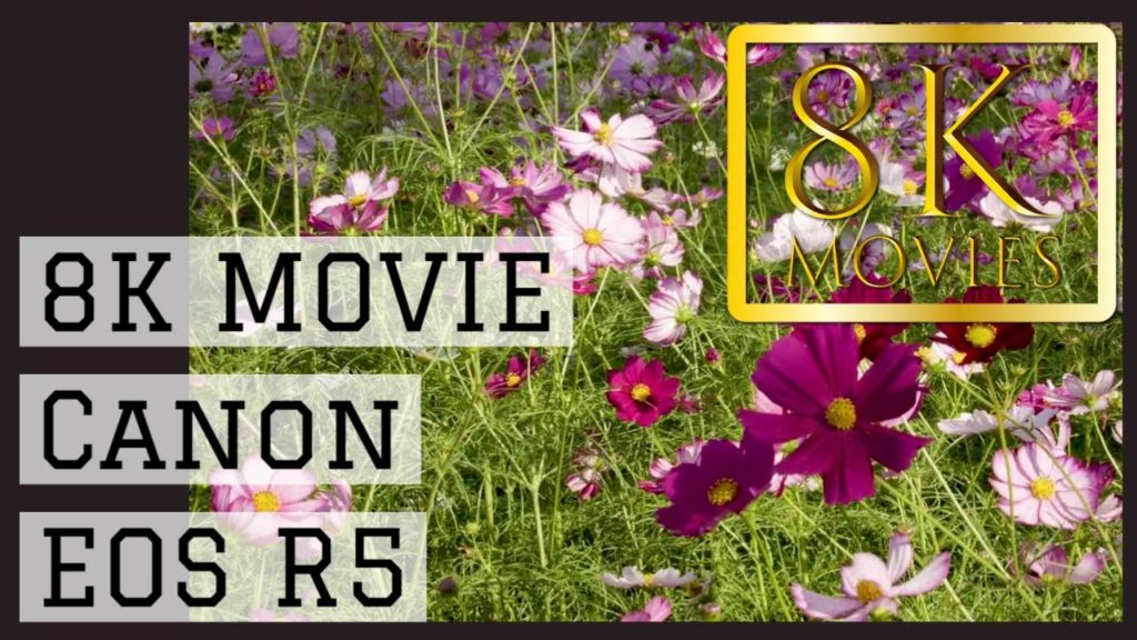 秋桜 コスモス cosmos ver.all 福岡市動植物園 Fukuoka Municipal Zoo and Botanical Garden #canonR5 #8K #hdr #Canon 秋桜 コスモス cosmos ver.all 福岡市動植物園 Fukuoka Municipal Zoo and Botanical Garden #canonR5 #8K #hdr #Canon