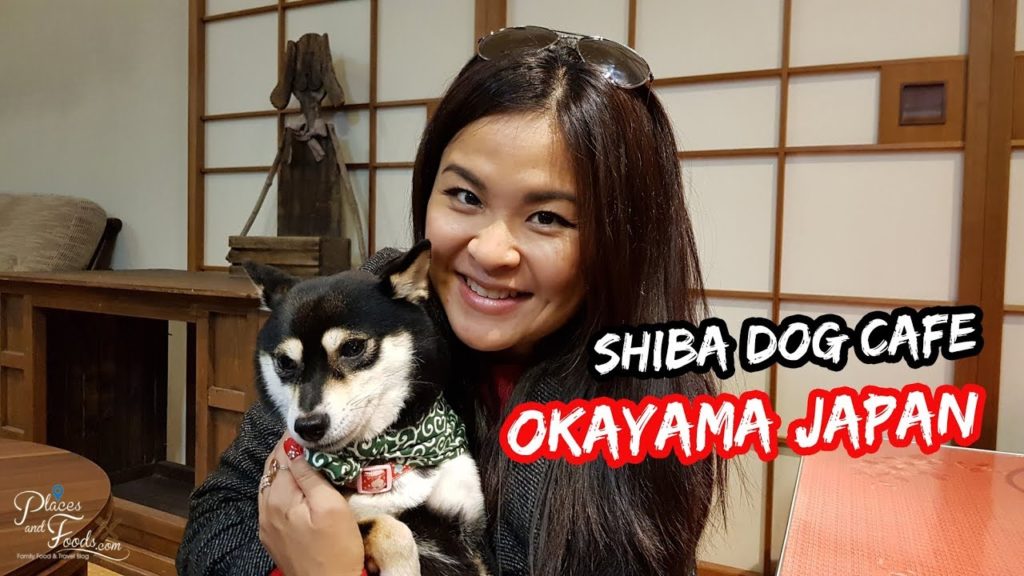 Shiba Inu Cafe in Okayama Japan