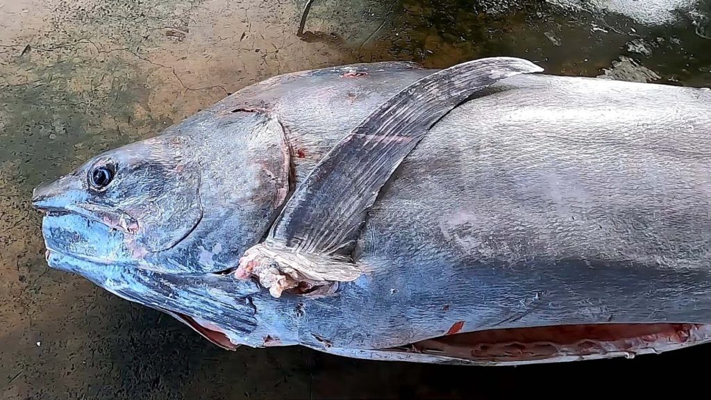 700 lb Giant Marlin fish cutting | Sashimi & Sushi -Taiwanese street food