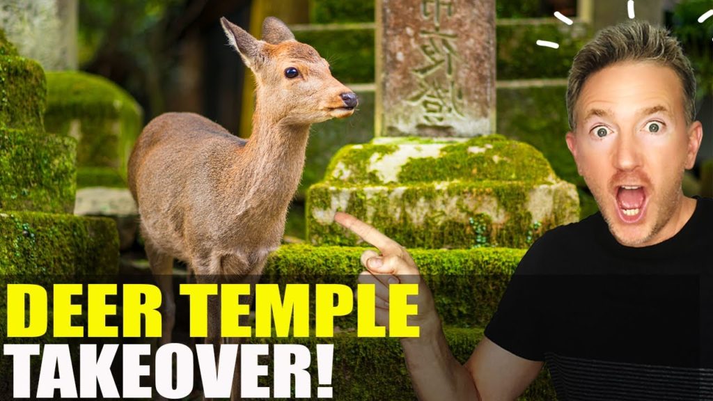 These Japanese DEER ARE CRAZY for People! (Travel to Nara, Japan)
