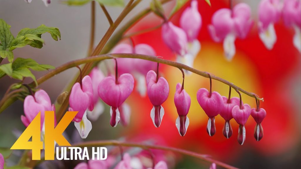 Beautiful Backyard Flowers on a Sunny Day - 4K Relaxation Video & Calm Garden Sounds - 7 HOUR