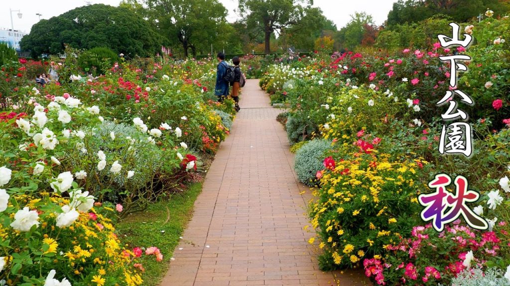 YOKOHAMA. Yamashita Park 2020 Autumn.#4K #山下公園 #秋バラ YOKOHAMA. Yamashita Park 2020 Autumn.#4K #山下公園 #秋バラ