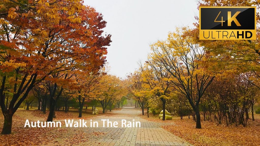 [4K] ASMR Autumn Rain Walk in Incheon South Korea | Beautiful autumn | Seoul Walker