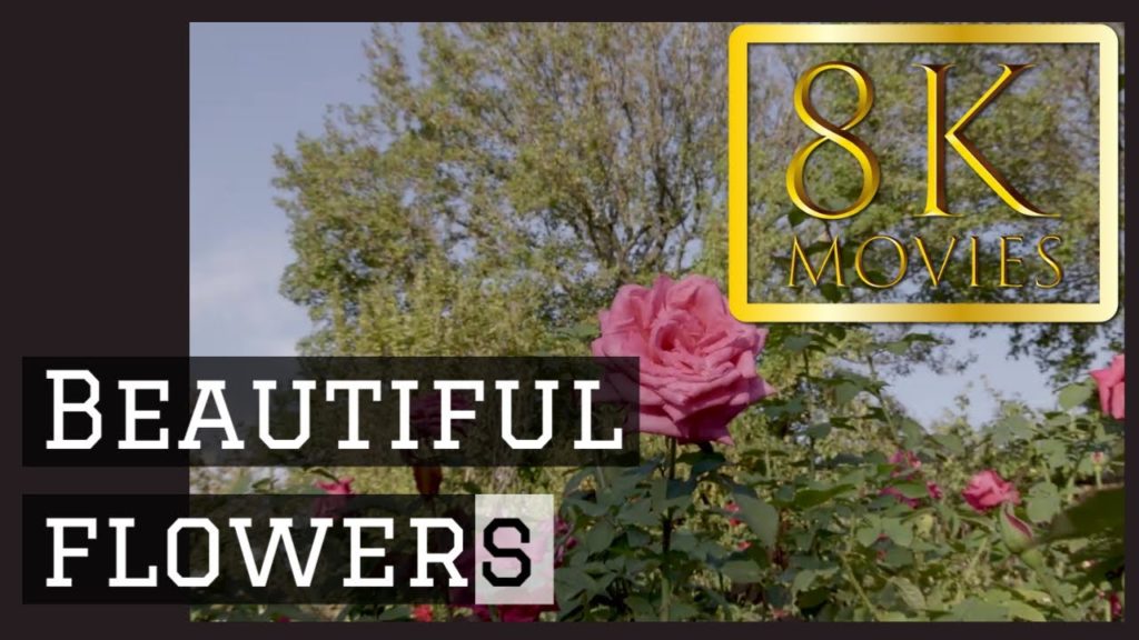 高画質絶景 #8k #video #hdr 福岡市動植物園 Fukuoka Municipal Zoo and Botanical Garden ROSE0014 動画 高画質絶景 #8k #video #hdr 福岡市動植物園 Fukuoka Municipal Zoo and Botanical Garden ROSE0014 動画