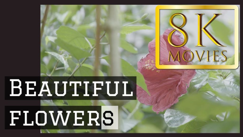 高画質絶景 福岡市動植物園 Fukuoka Municipal Zoo and Botanical Garden ハイビスカス hibiscus004 動画