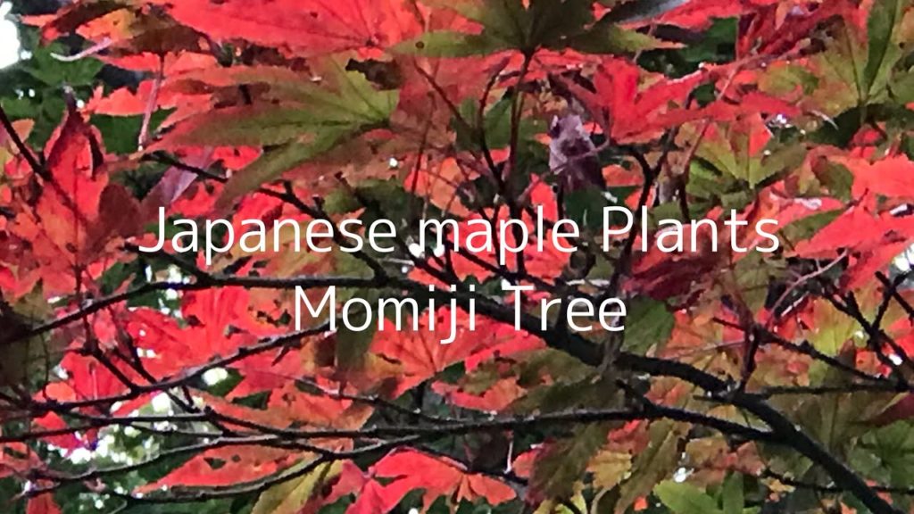 5 a.m 2020 travel to Shizuoka part 1 Japanese maple plants( Momiji tree)