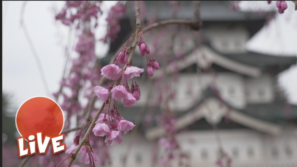 Hirosaki Castle Sakura Festival ☆ LIVE #16
