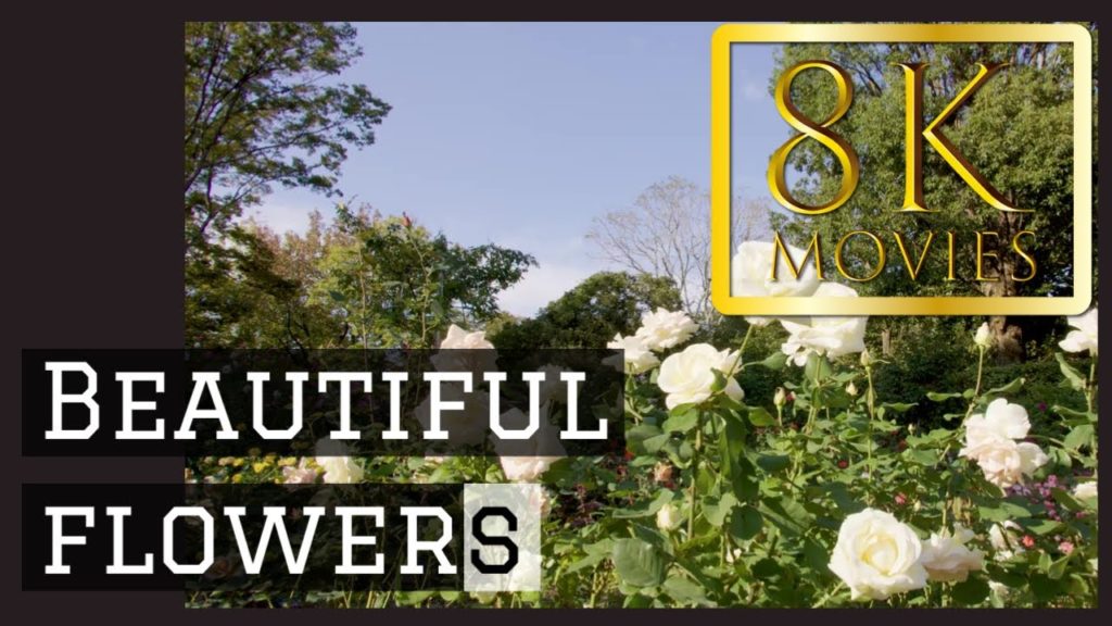 高画質絶景 福岡市動植物園 Fukuoka Municipal Zoo and Botanical Garden ROSE09 動画