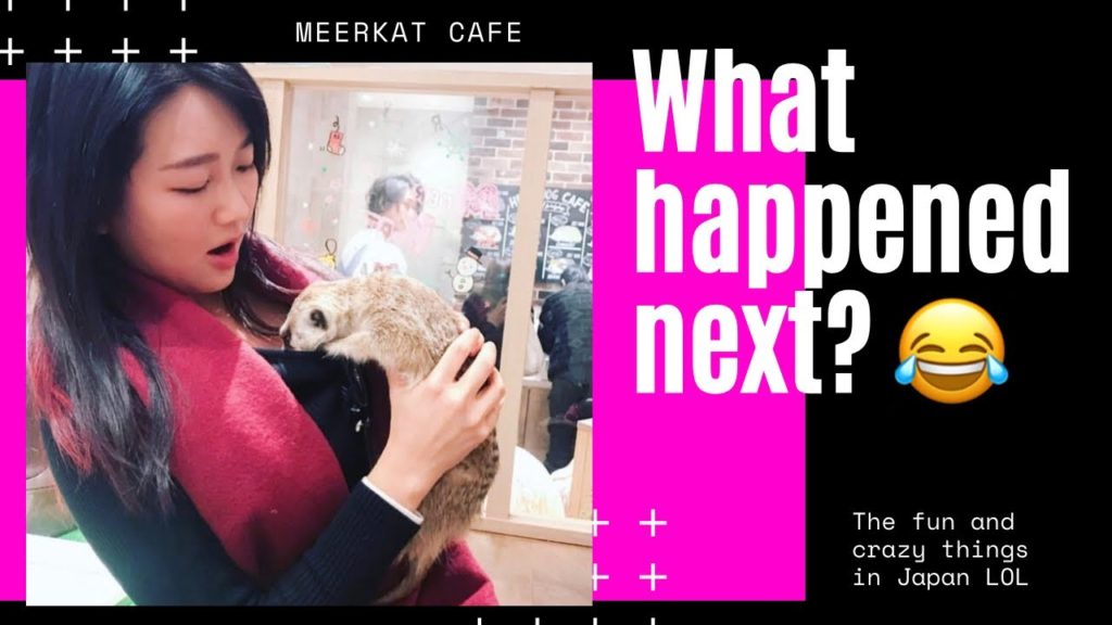 MOTHER OF MEERKATS | Animal Cafes in Japan