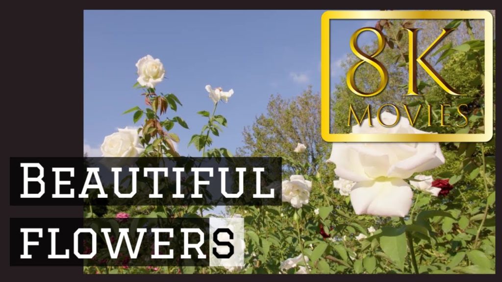 高画質絶景 #8k #video #hdr 福岡市動植物園 Fukuoka Municipal Zoo and Botanical Garden ROSE0013 動画 高画質絶景 #8k #video #hdr 福岡市動植物園 Fukuoka Municipal Zoo and Botanical Garden ROSE0013 動画