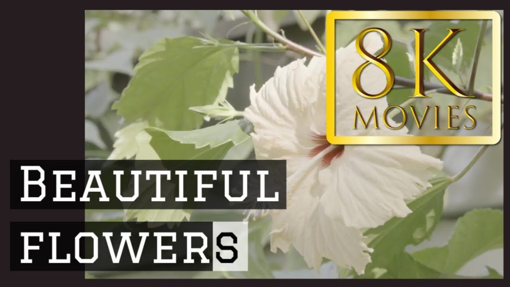 高画質絶景 福岡市動植物園 Fukuoka Municipal Zoo and Botanical Garden ハイビスカス hibiscus003 動画