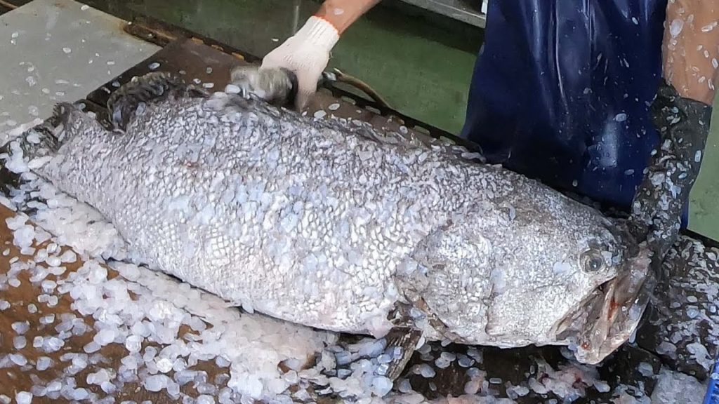 GIANT GROUPER FISH Cutting Skills -Taiwanese street food GIANT GROUPER FISH Cutting Skills -Taiwanese street food