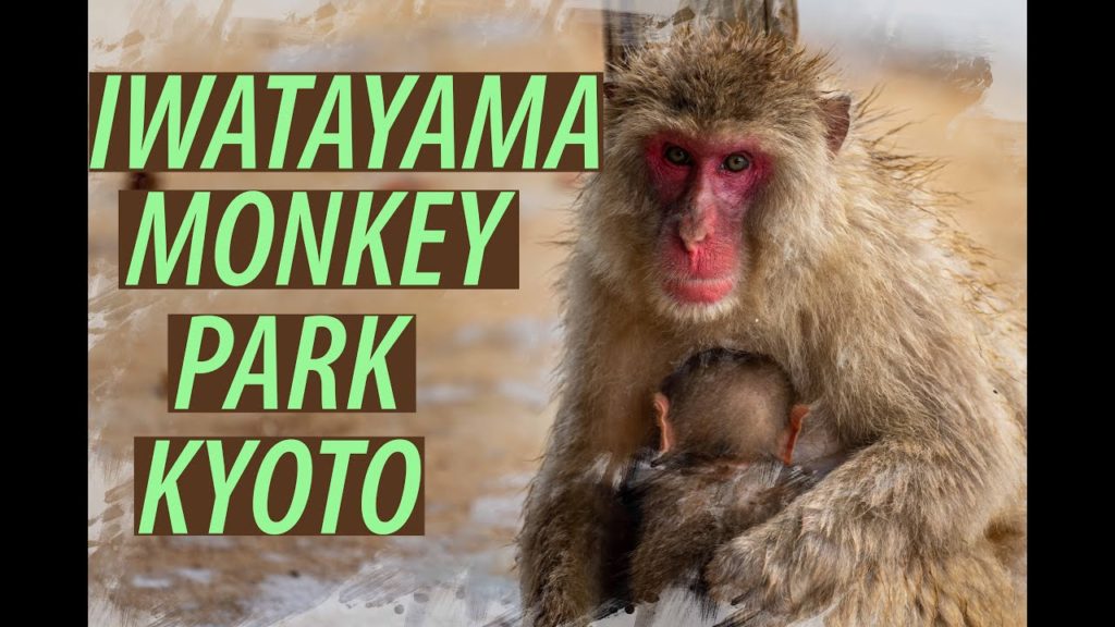 【4K】日本 IWATAYAMA MONKEY PARK – KYOTO – Japan 2020 Guide 【4K】日本 IWATAYAMA MONKEY PARK - KYOTO - Japan 2020 Guide
