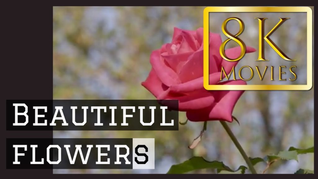 高画質絶景 福岡市動植物園 Fukuoka Municipal Zoo and Botanical Garden ROSE ALL 動画 高画質絶景 福岡市動植物園 Fukuoka Municipal Zoo and Botanical Garden ROSE ALL 動画