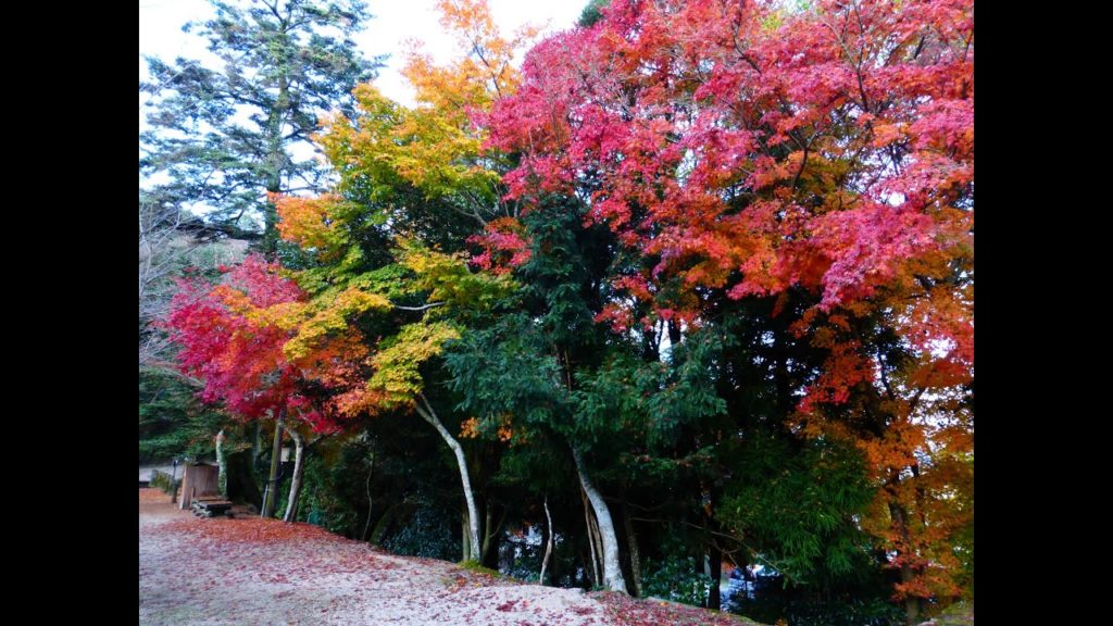 Beautiful Autumn Foliage in Miyajima, Hiroshima (2014)