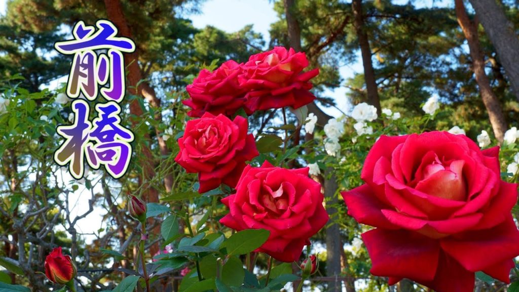 GUNMA. Shikishima Park Rose Garden 2020 Autumn  in the strong wind. #4K #前橋市 #敷島公園門倉テクノばら園