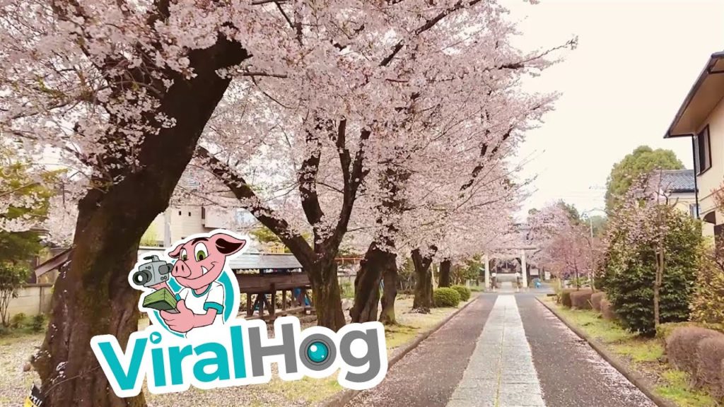 Cherry Blossom Trees Bloom in Saitama || ViralHog