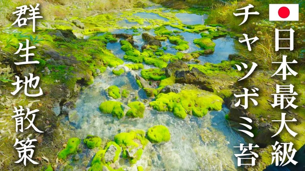 【日本最大級の群生地】 チャツボミゴケ公園 散歩 moss Park Walking Tour | japan trip